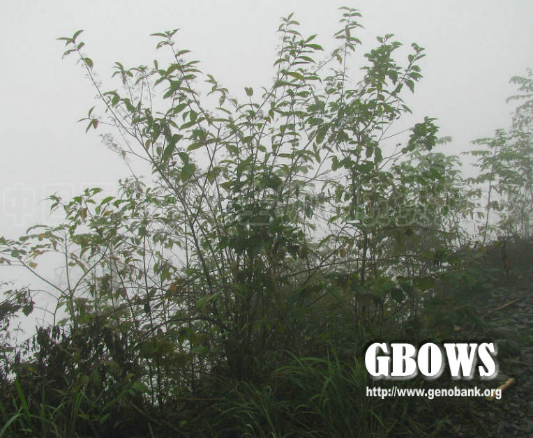 callicarpa longipes dunn