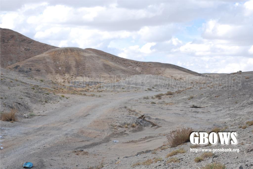 膜果麻黄 ephedra przewalskii stapf