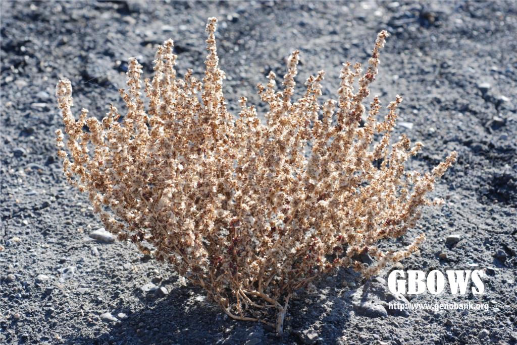 白茎盐生草halogetonarachnoideusmoq