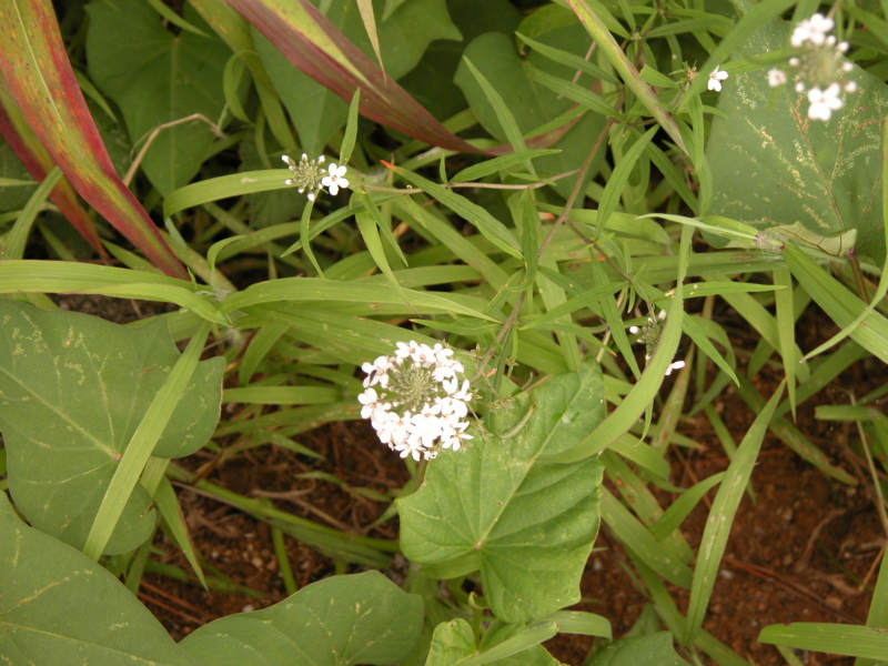 狭叶珍珠菜 lysimachia pentapetala bunge