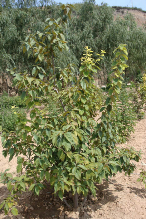 翅果油树elaeagnusmollisdiels