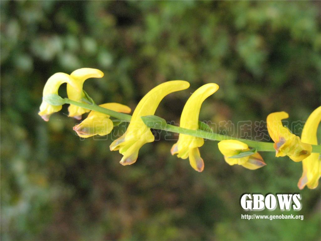 小黄紫堇corydalisraddeanaregel