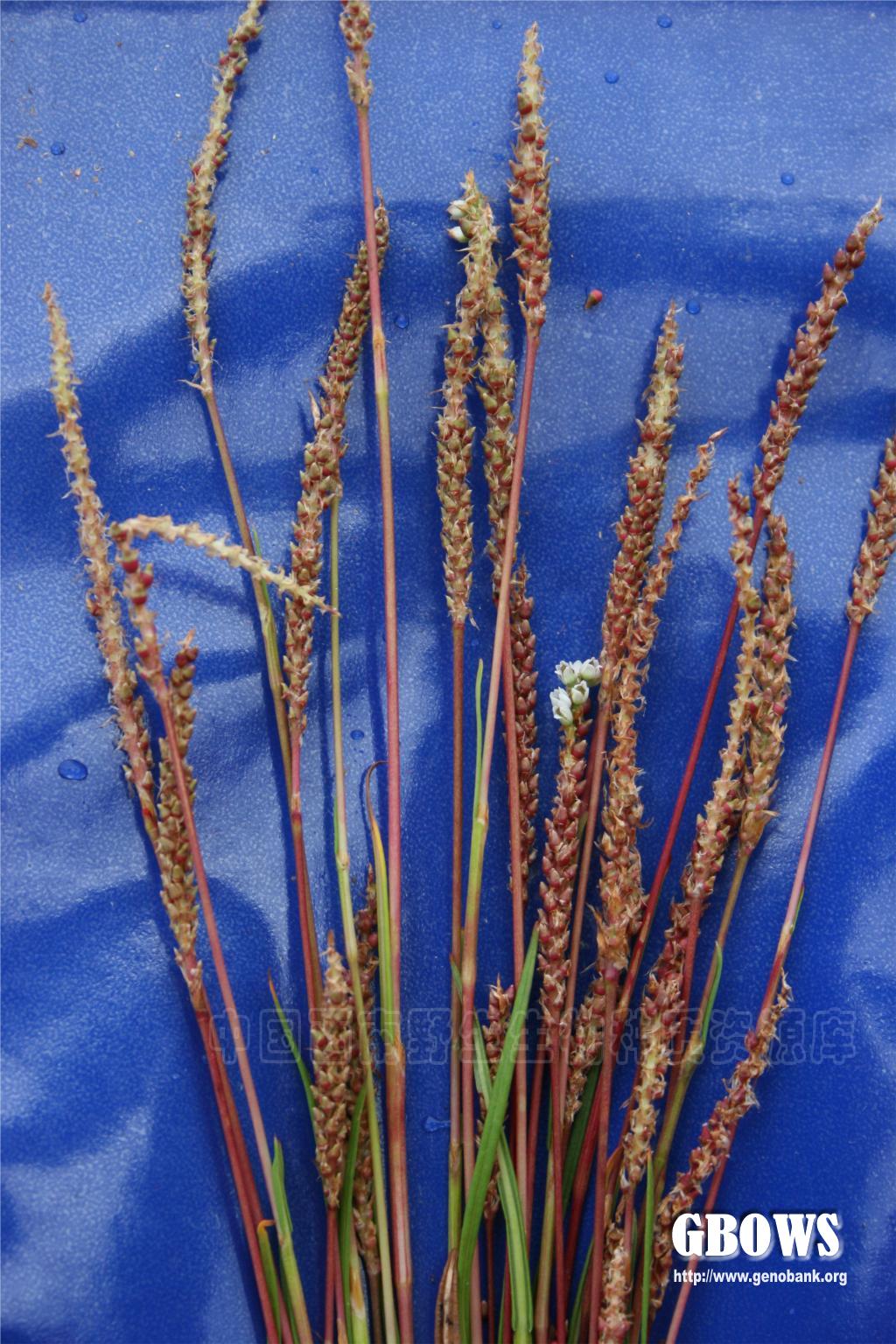 细叶珠芽蓼变种polygonumviviparumlvarangustumajli