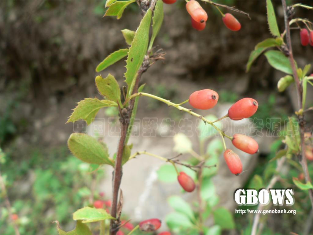 鲜黄小檗berberisdiaphanamaxim