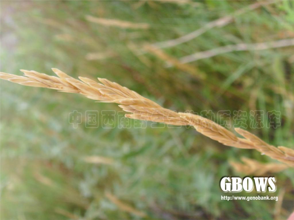 羊草 Leymus chinensis (Trin.) Tzvelev