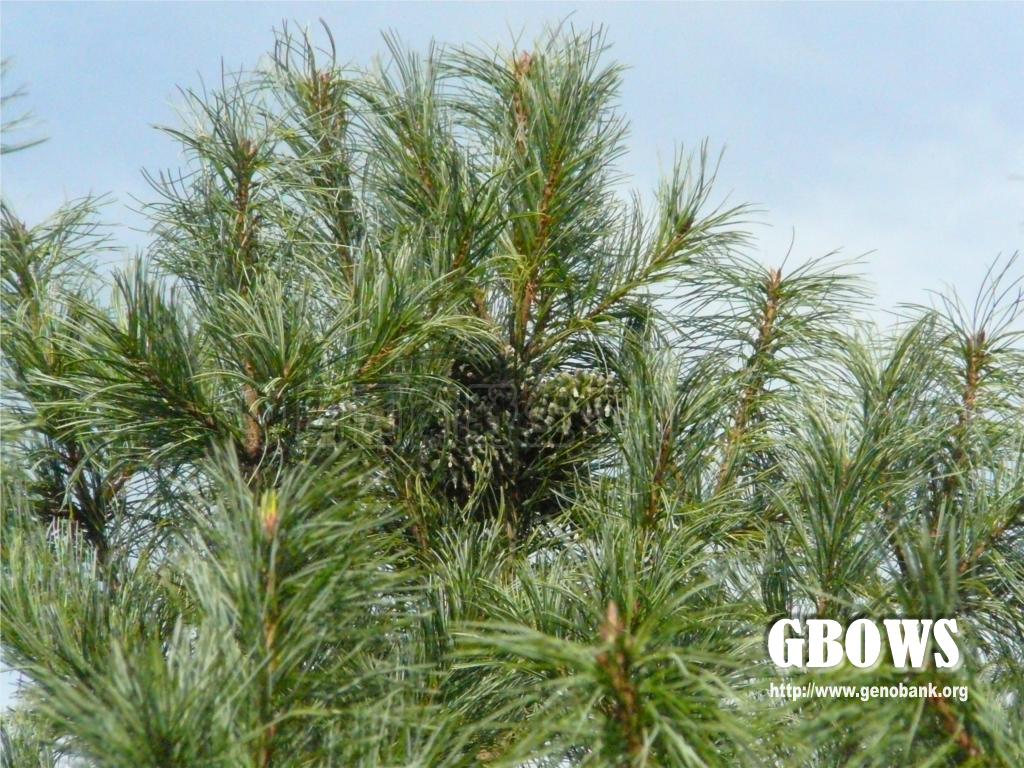 红松 Pinus koraiensis Siebold et Zucc.