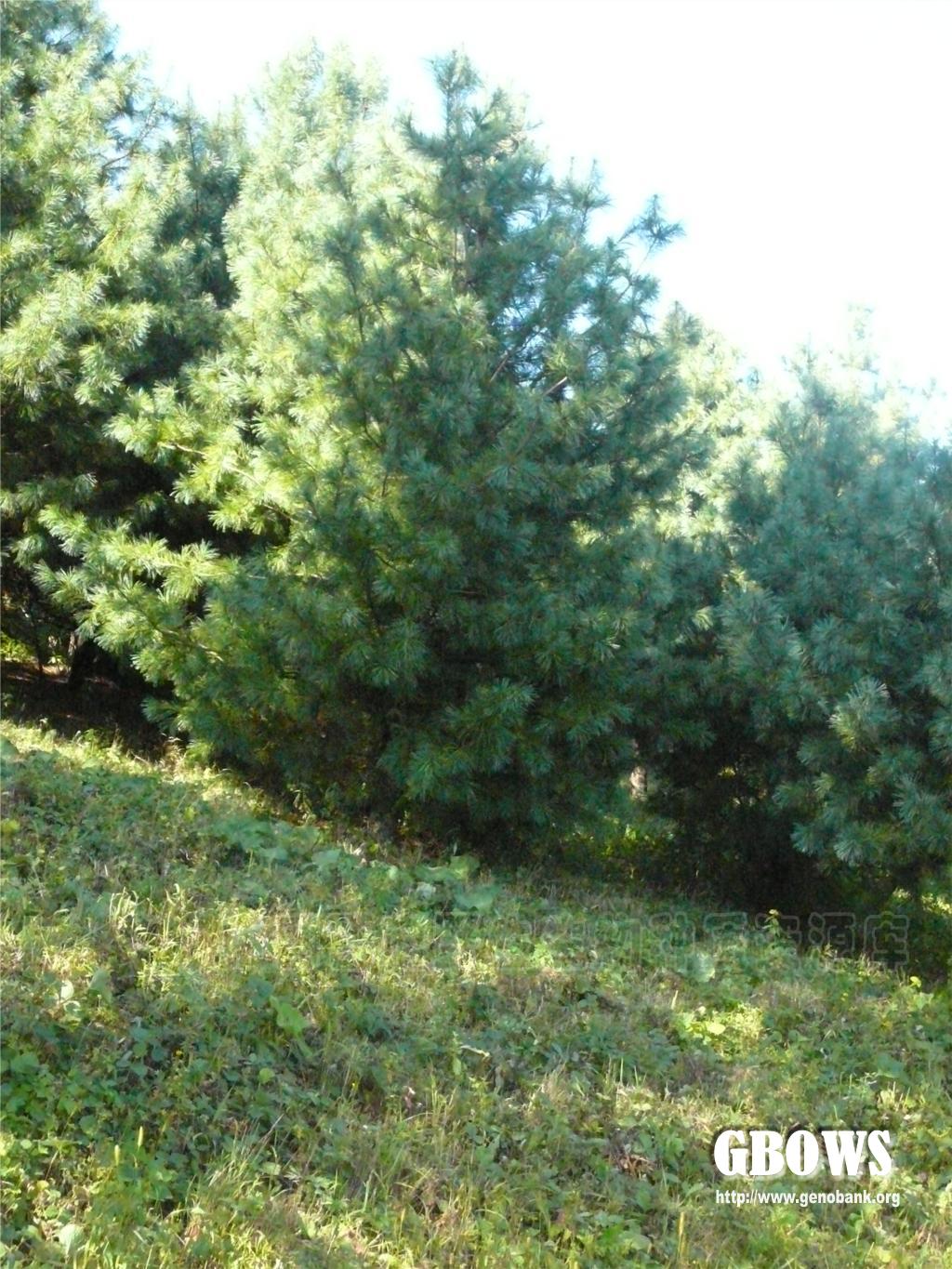 红松 Pinus koraiensis Siebold et Zucc.