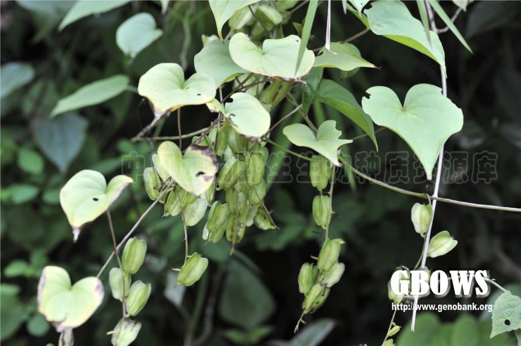 黄独 Dioscorea bulbifera L.