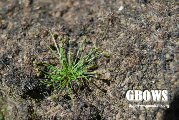 细稈藨草 Scirpus setaceus L.