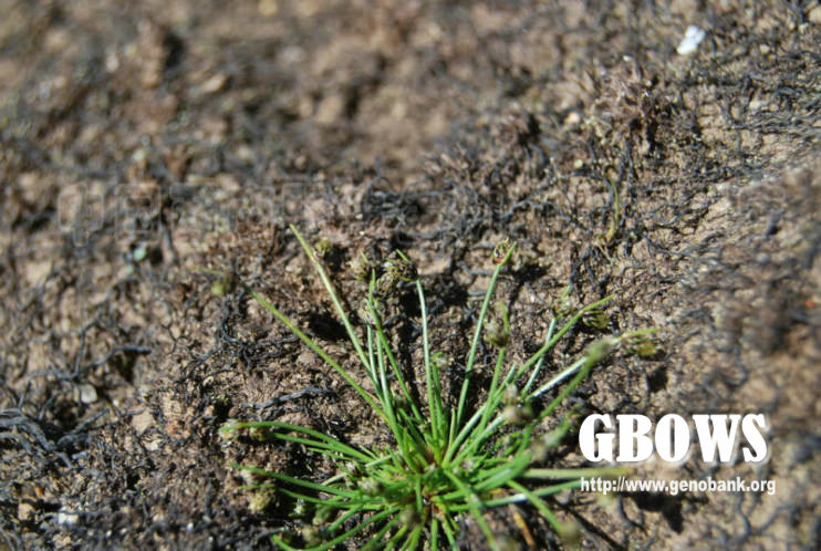 细稈藨草 Scirpus setaceus L.