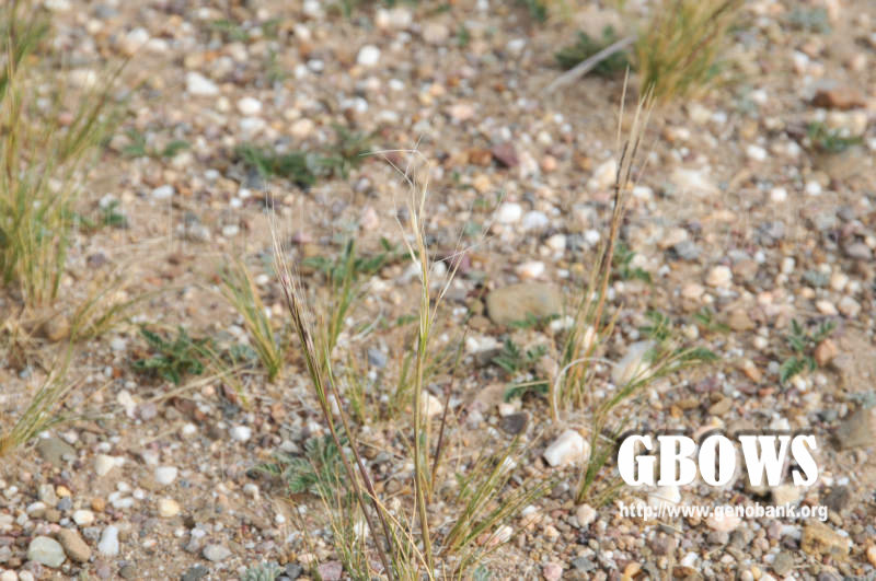 短花针茅 Stipa breviflora Griseb.