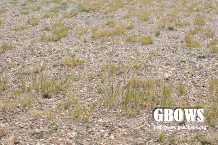 短花针茅 Stipa breviflora Griseb.