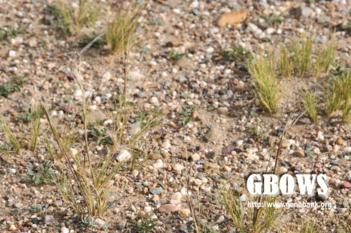 短花针茅 Stipa breviflora Griseb.
