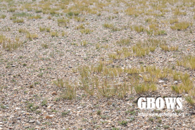 短花针茅 Stipa breviflora Griseb.