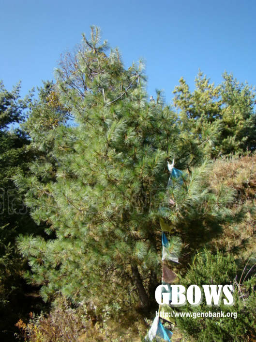 乔松 Pinus griffithii McClell.