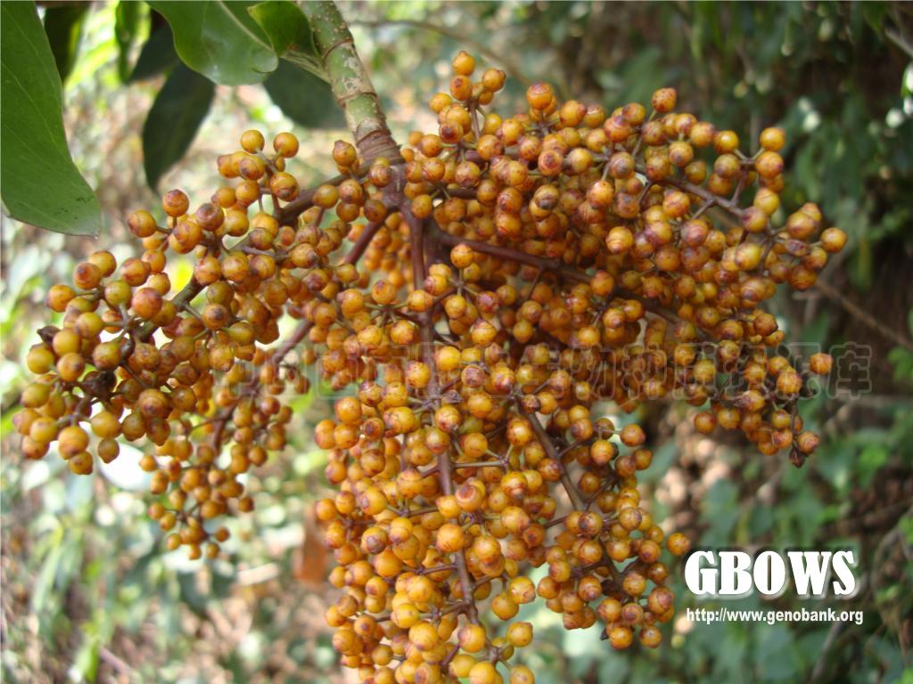 密脉鹅掌柴 schefflera venulosa (wight et arn.) harms