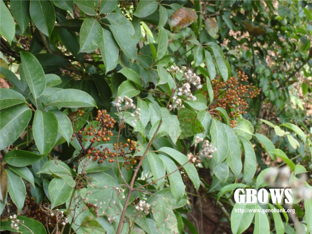 密脉鹅掌柴 schefflera venulosa (wight et arn.) harms
