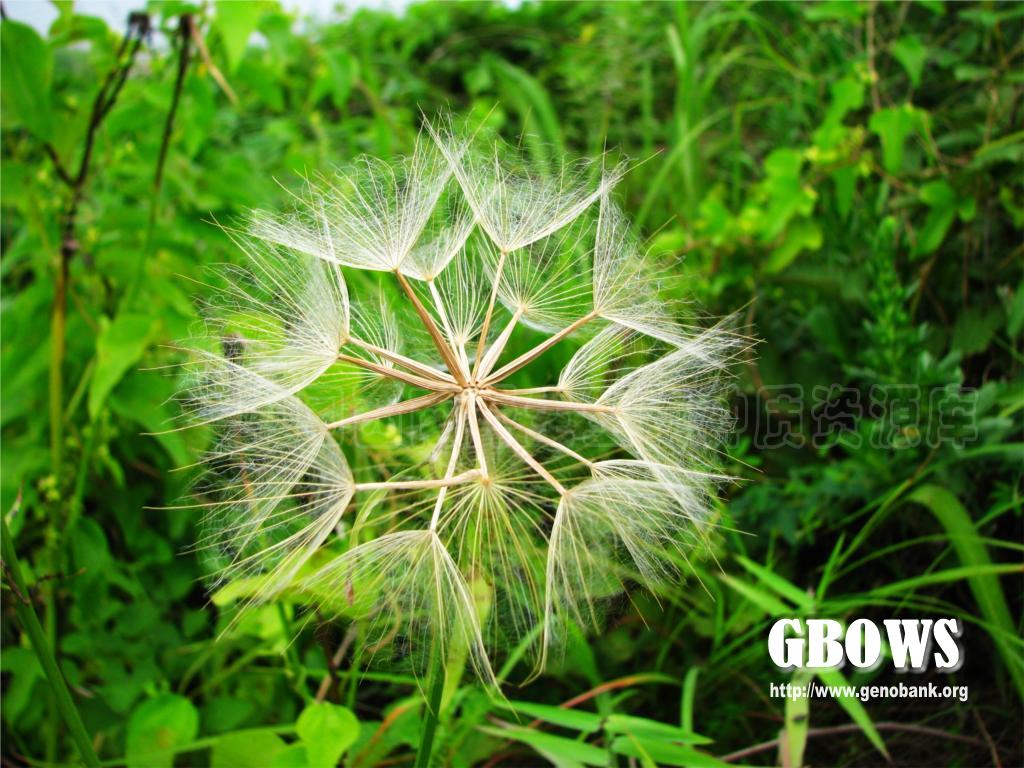 华北鸦葱 scorzonera albicaulis bunge