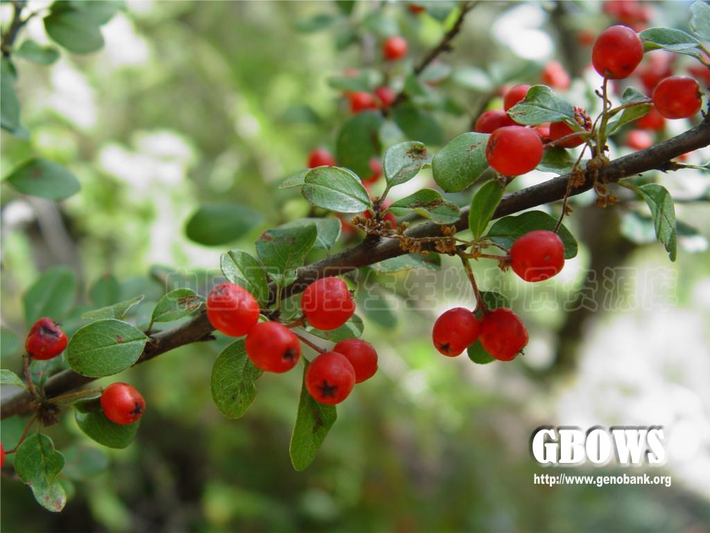 圆叶栒子cotoneasterrotundifoliuswallexlindl