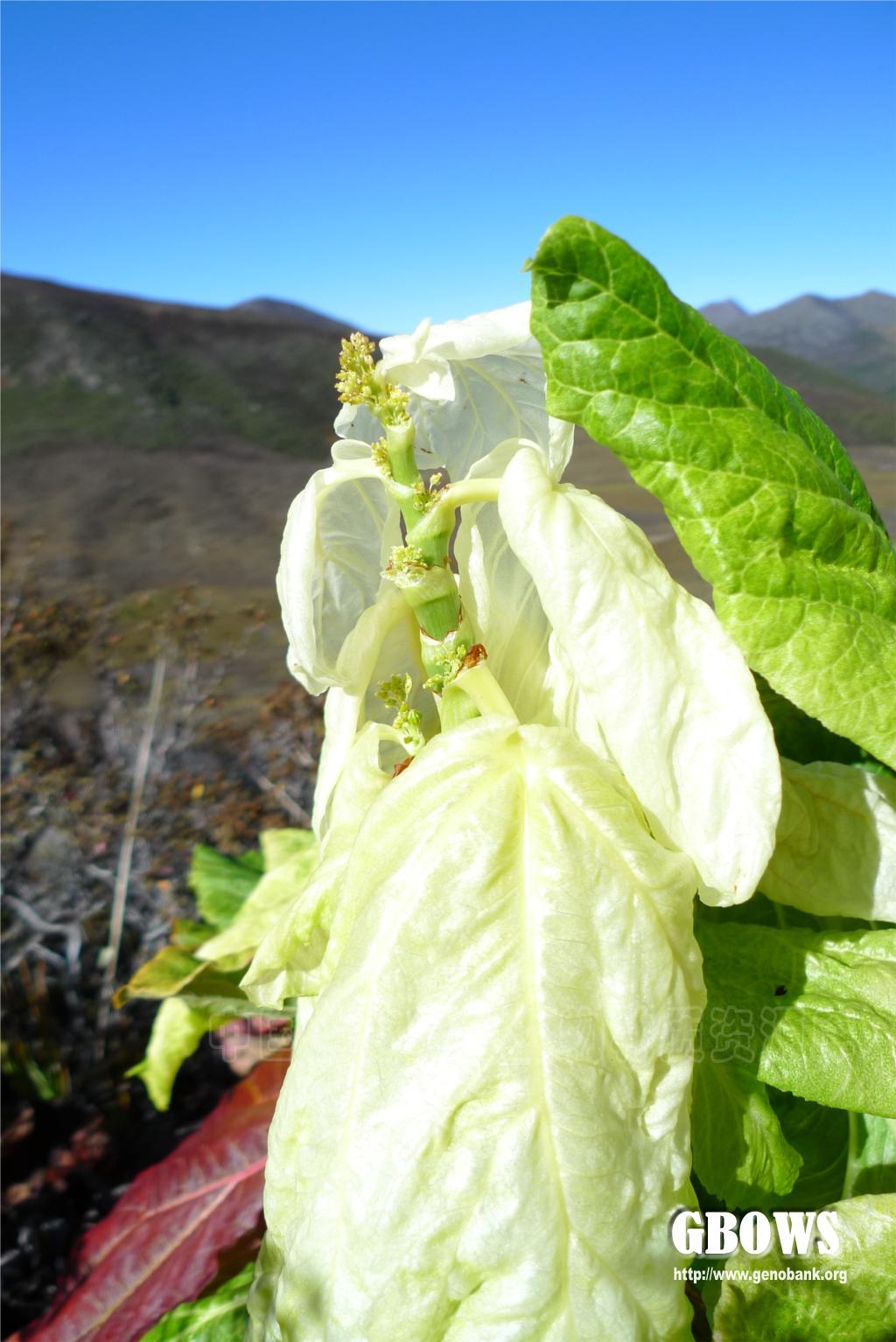 塔黄rheumnobilehookfetthomson