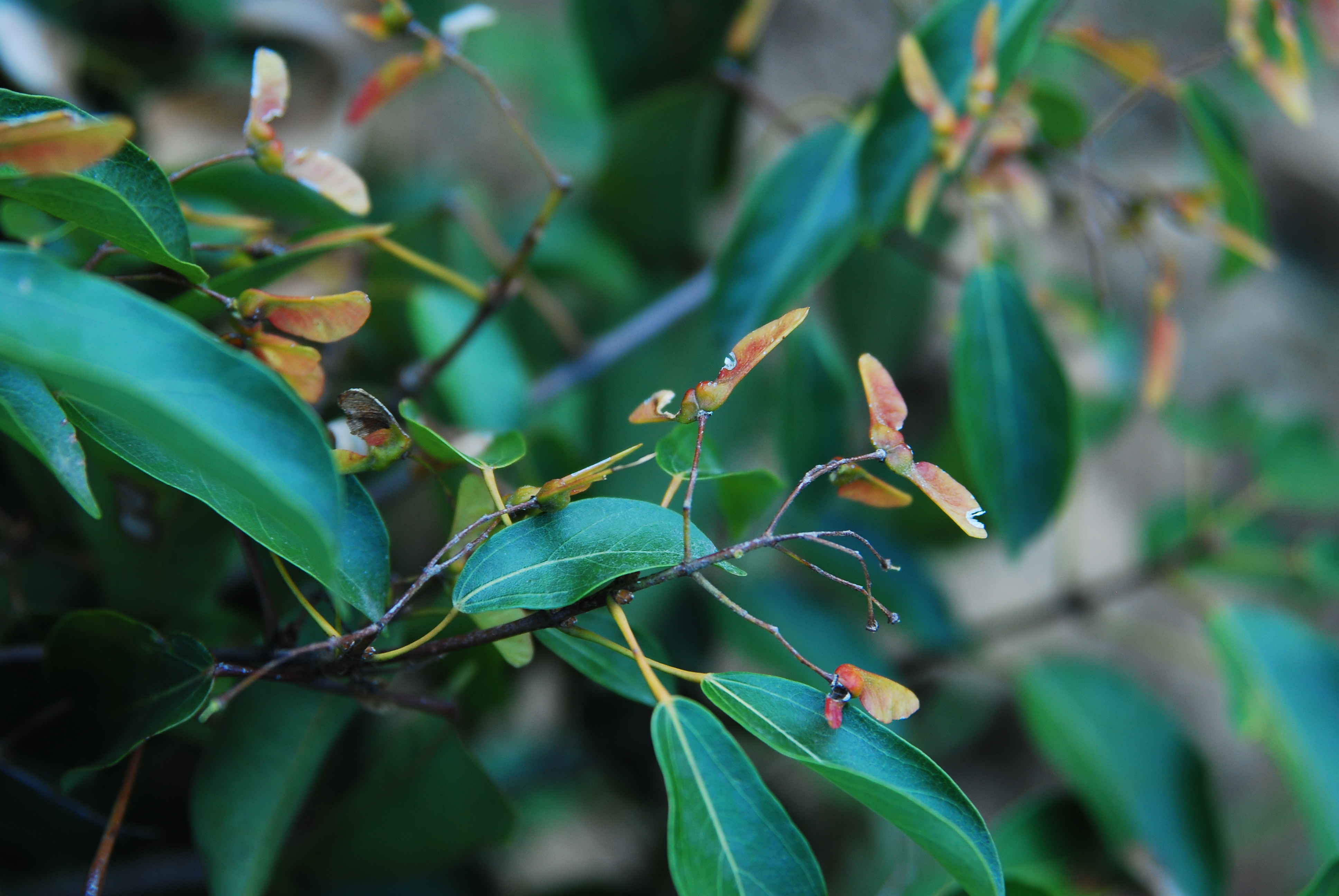 飞蛾槭 acer oblongum wall. ex dc.