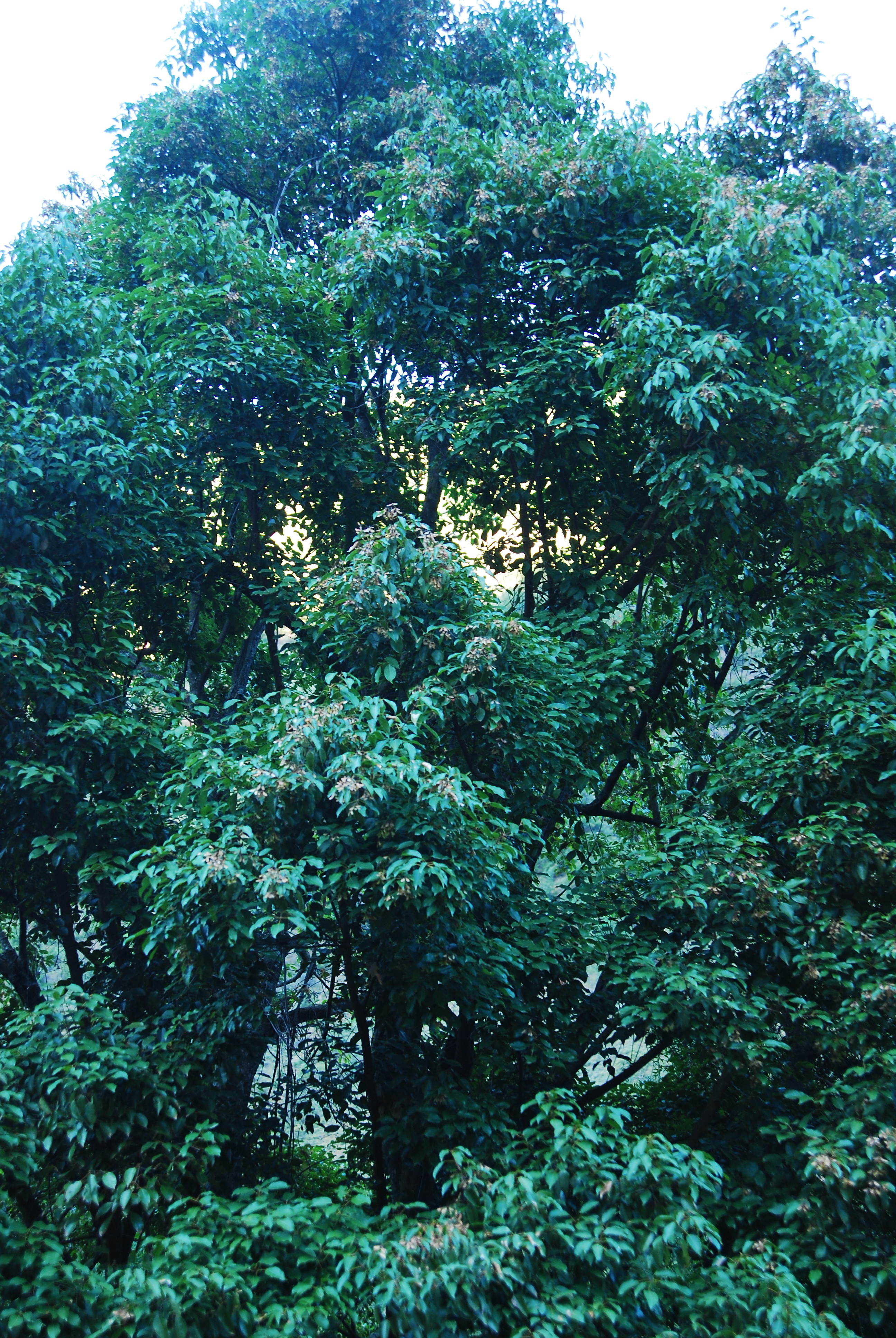 飞蛾槭 acer oblongum wall. ex dc.