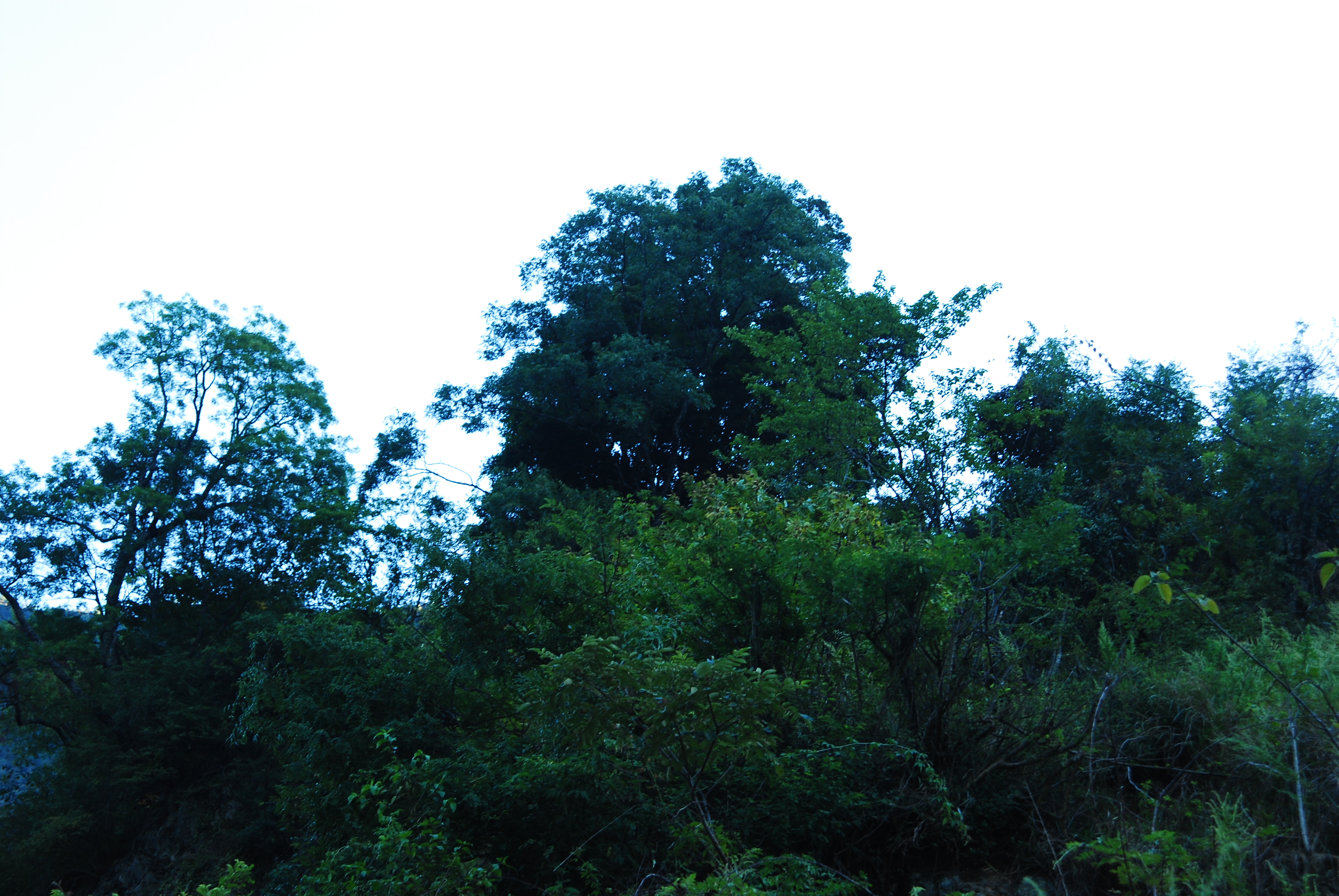 飞蛾槭 acer oblongum wall. ex dc.