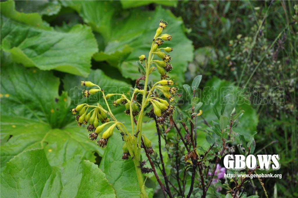 莲叶橐吾 Ligularia nelumbifolia (Bur. et Franch.) Hand.-Mazz.