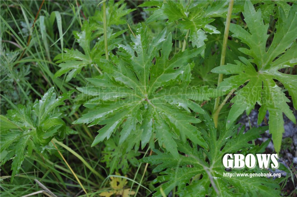 掌叶橐吾 Ligularia przewalskii (Maxim.) Diels