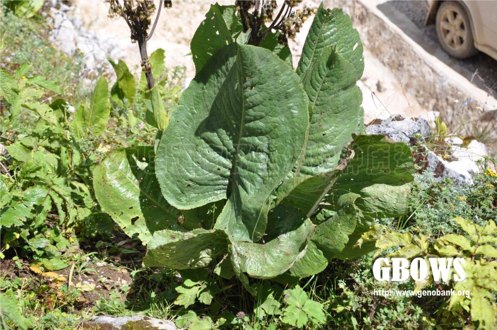 舟叶橐吾 Ligularia cymbulifera (W. W. Smith) Hand.-Mazz.