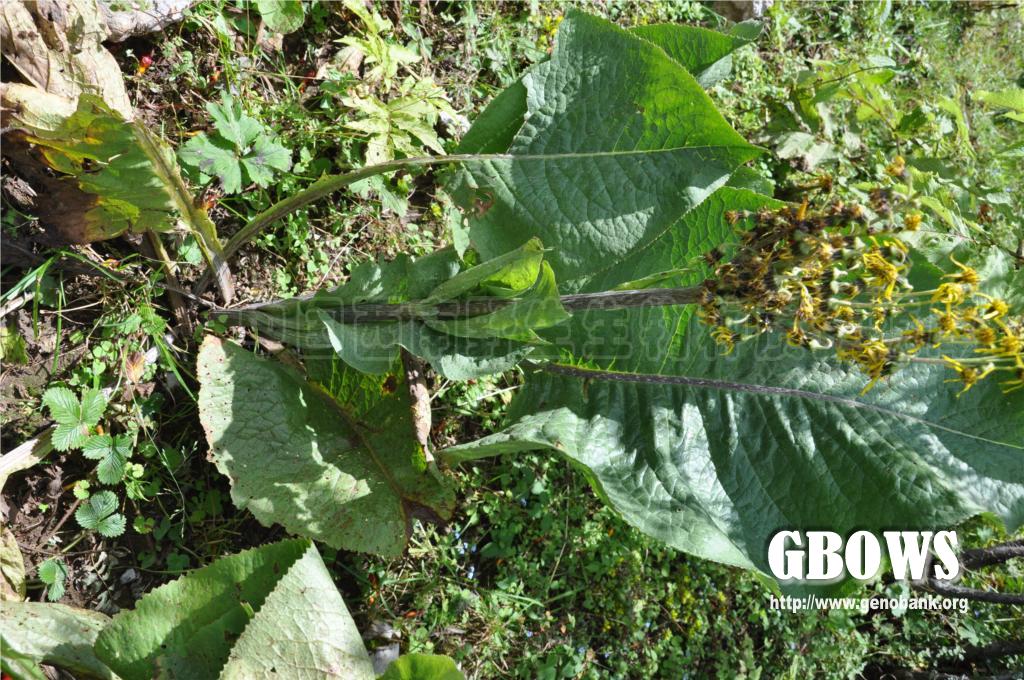 舟叶橐吾 Ligularia cymbulifera (W. W. Smith) Hand.-Mazz.
