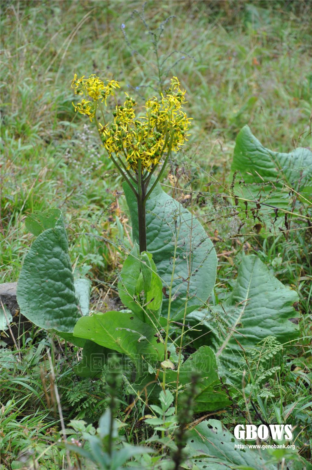 舟叶橐吾 Ligularia cymbulifera (W. W. Smith) Hand.-Mazz.