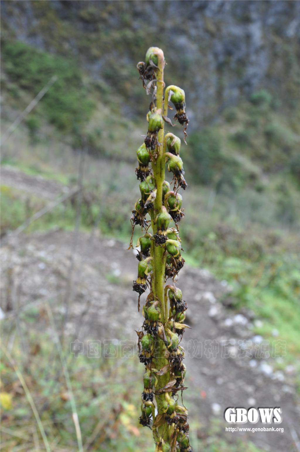 浅苞橐吾 Ligularia cyathiceps Hand.-Mazz.