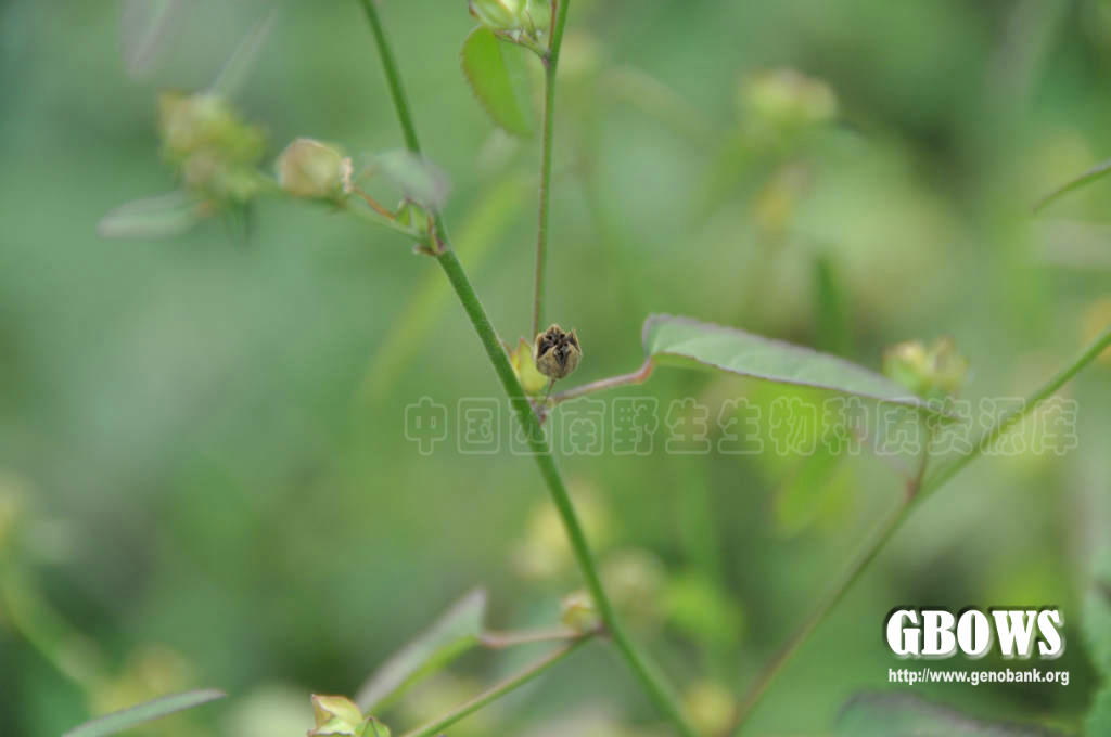 桤叶黄花稔 Sida alnifolia L.