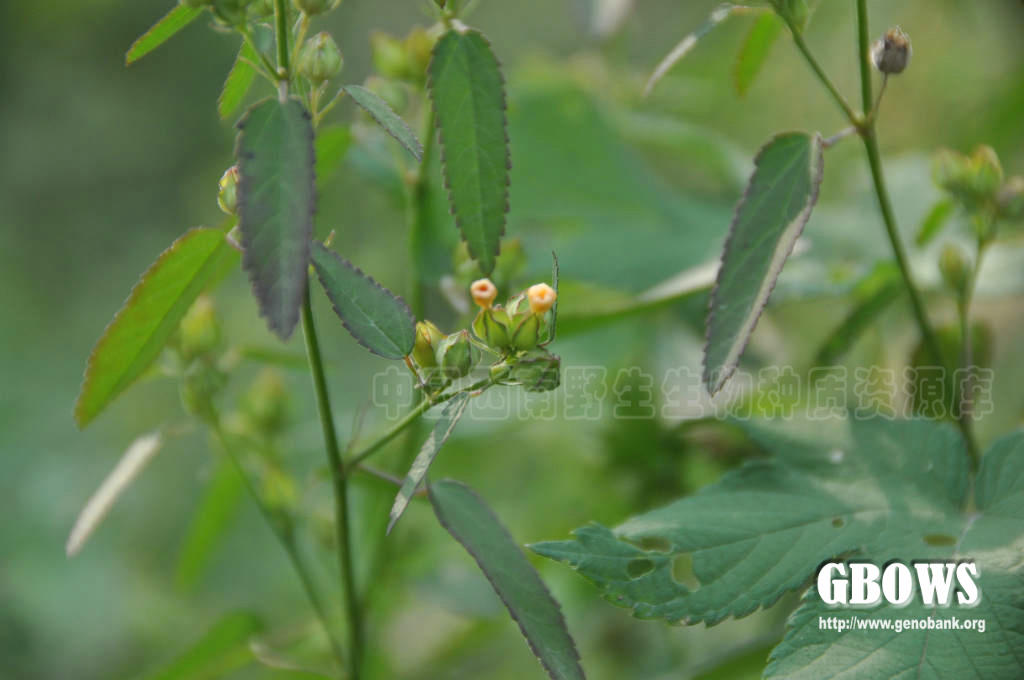 桤叶黄花稔 Sida alnifolia L.