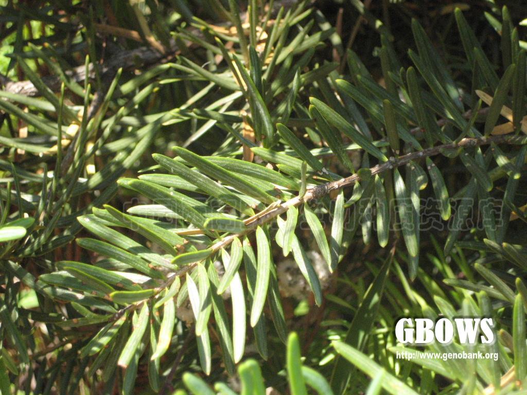云南油杉 Keteleeria evelyniana Mast.