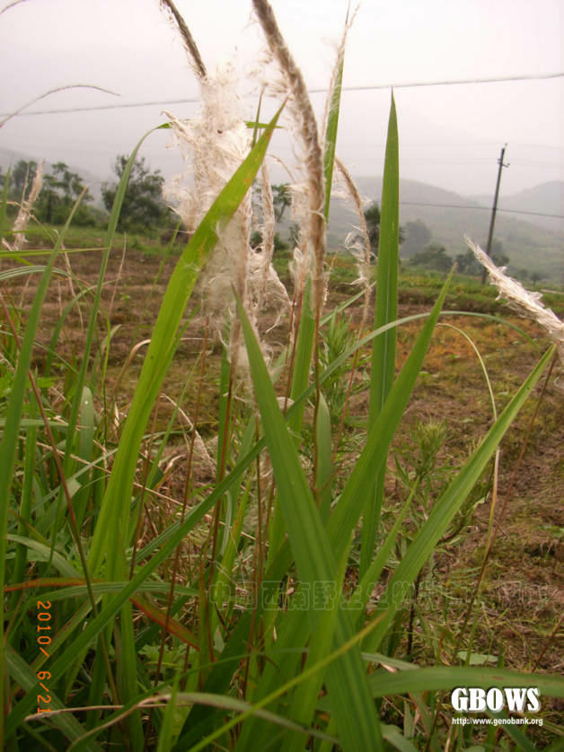 白茅 Imperata cylindrica (L.) P. Beauv.