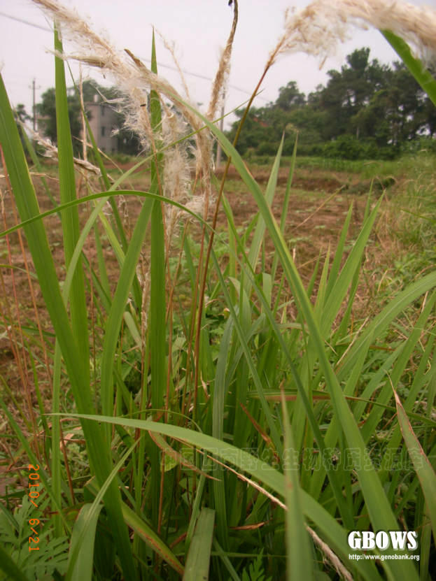 白茅 Imperata cylindrica (L.) P. Beauv.