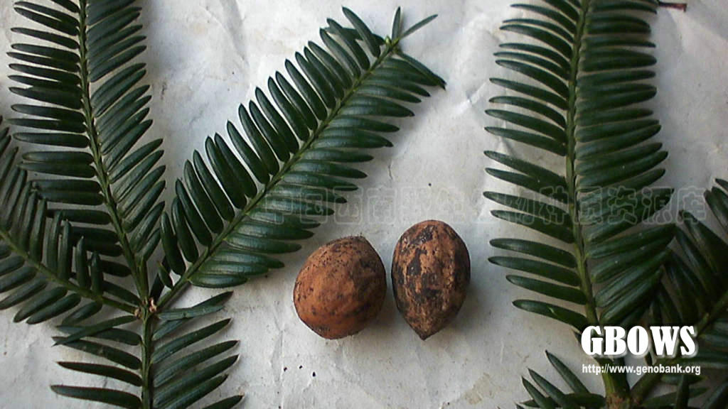 榧树 Torreya grandis Fortune ex Lindl.