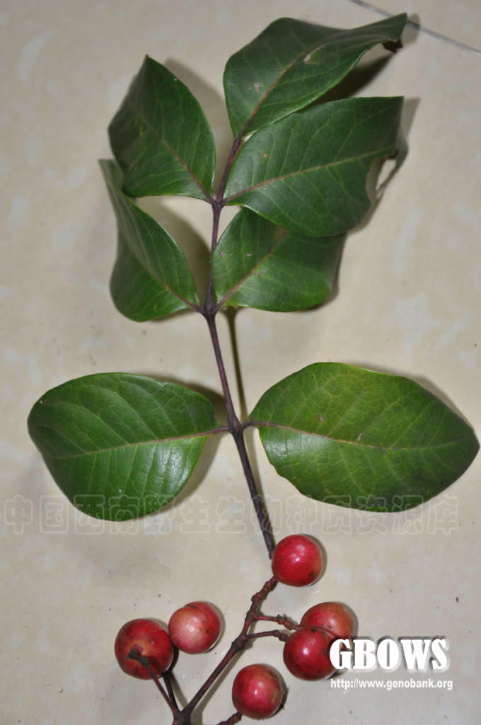 鹧鸪花 trichilia connaroides (wight et arn.) bentv.
