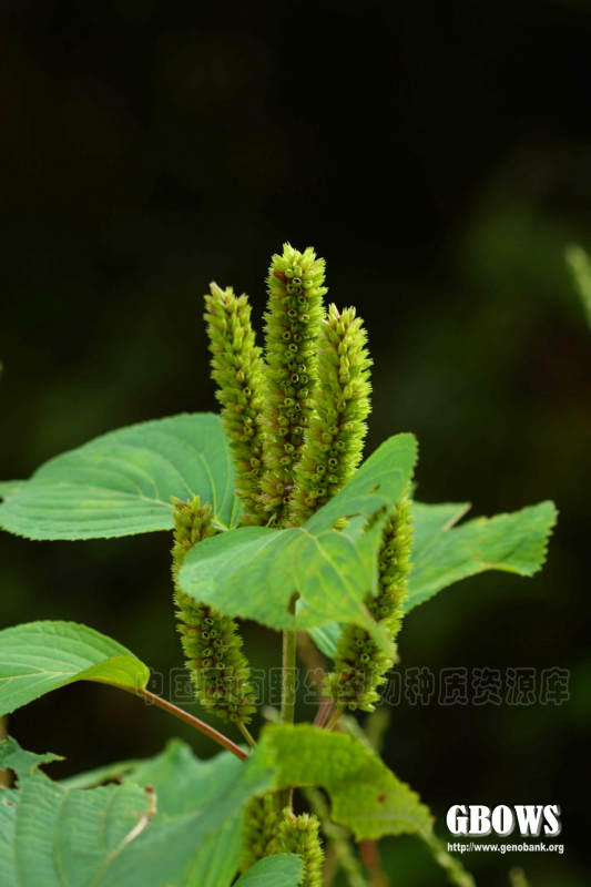 野苏子 elsholtzia flava (benth.) benth.