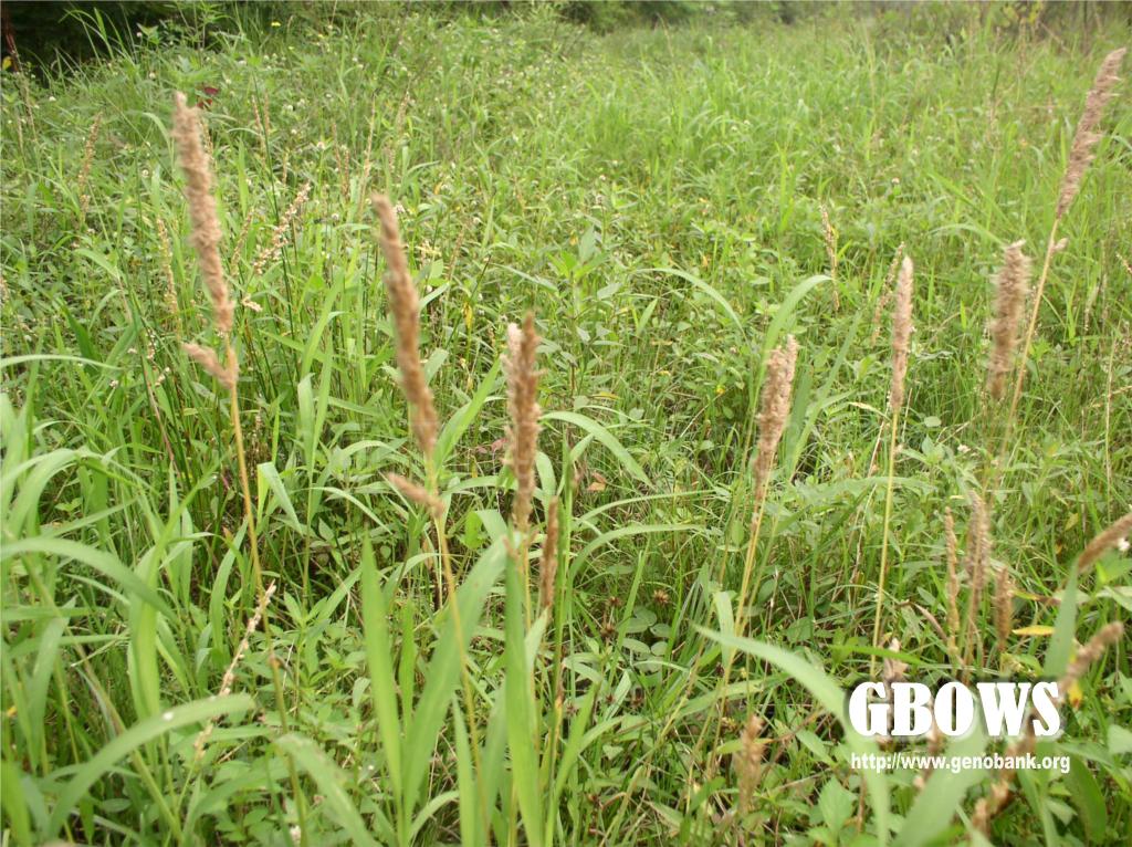 棒头草polypogonfugaxneesexsteud