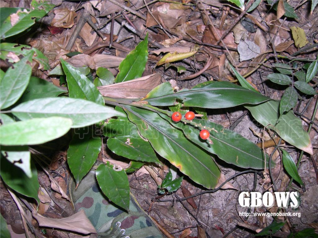 山姜alpiniajaponicathunbmiq