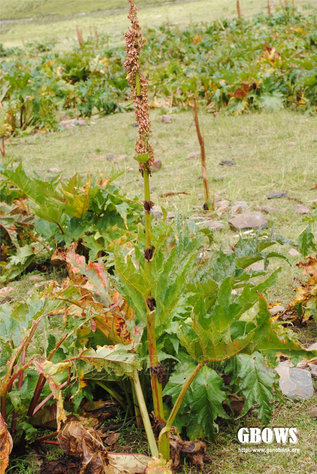 鸡爪大黄 rheum tanguticum maxim. ex balf.