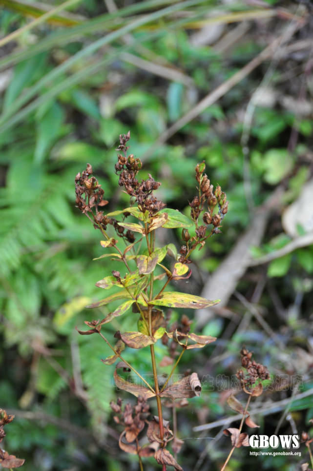 密腺小连翘 hypericum seniavinii maxim.