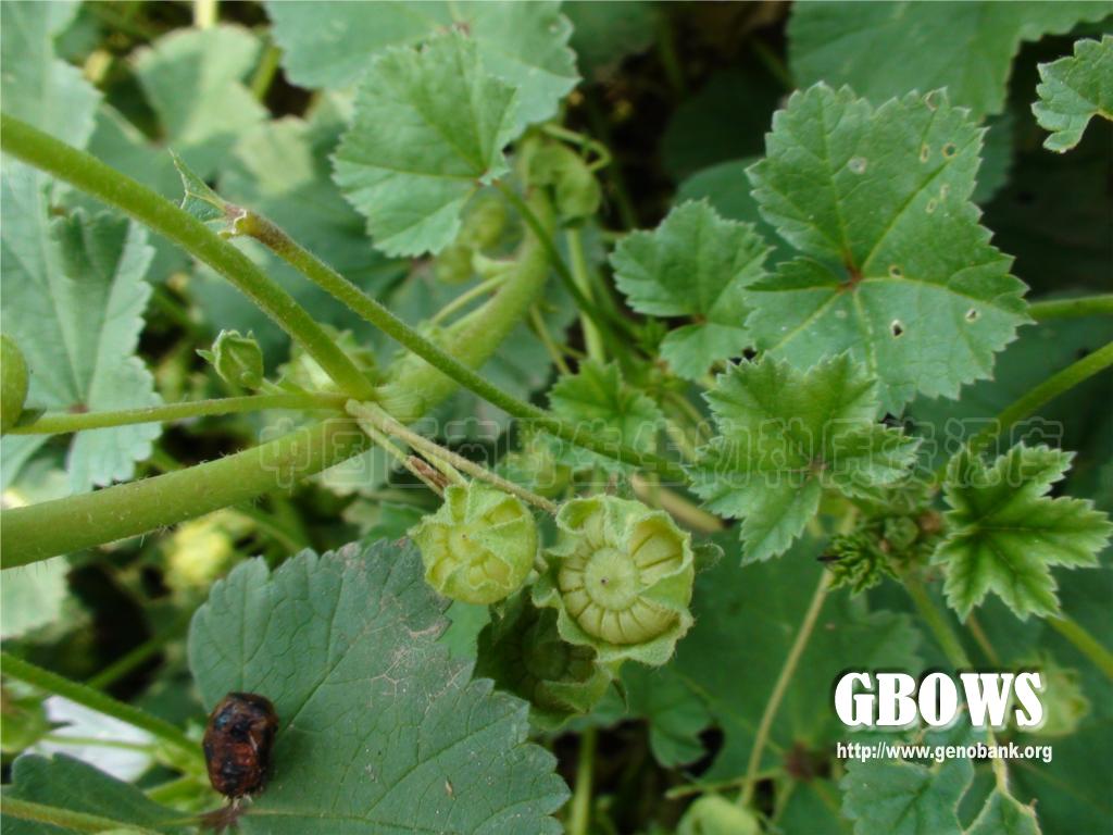 圆叶锦葵malvarotundifolial