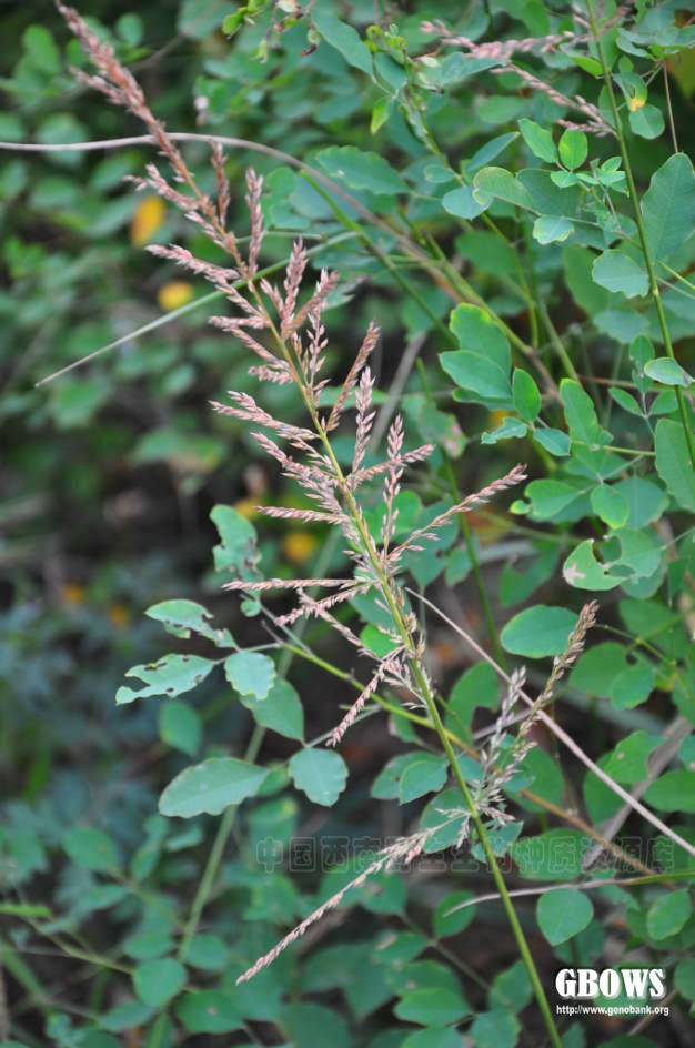 毛秆野古草arundinellahirtathunbtanaka