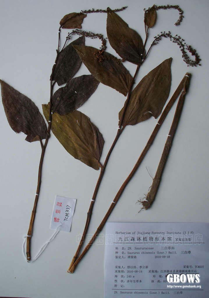 三白草saururuschinensislourbaill