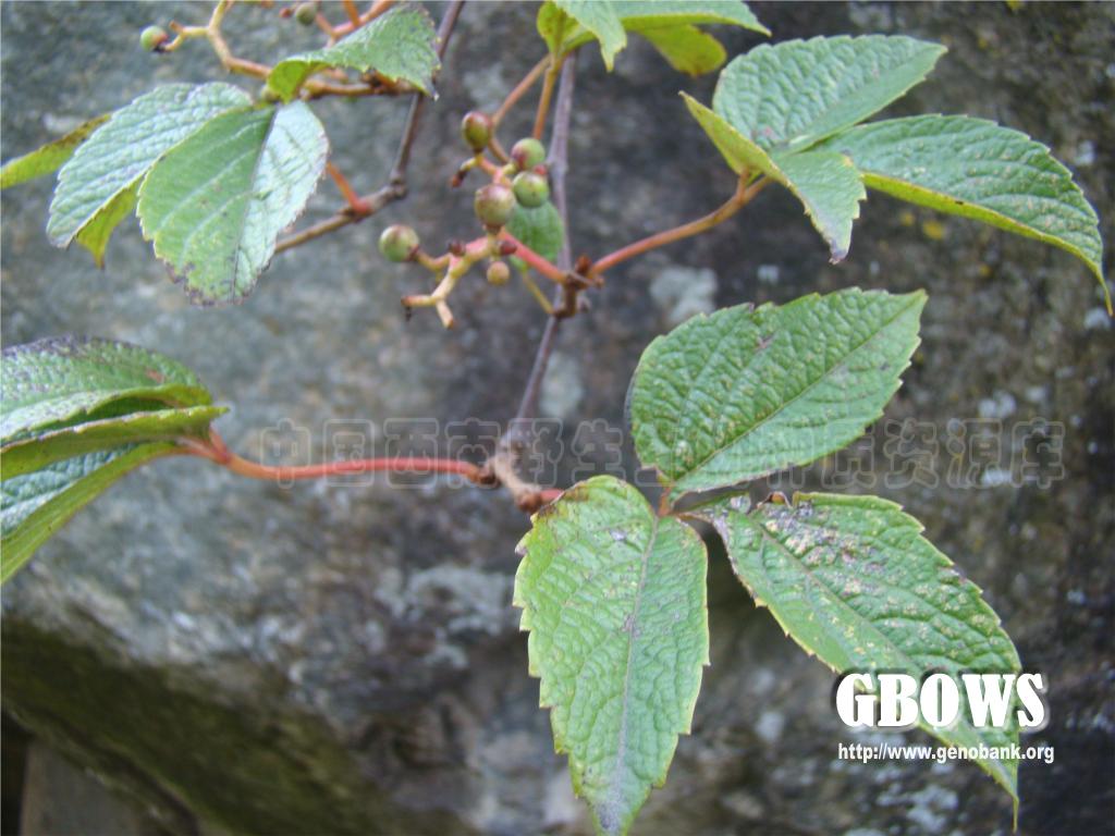 三叶地锦 Parthenocissus semicordata (Wall.) Planch.