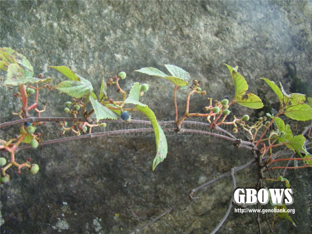 三叶地锦 Parthenocissus semicordata (Wall.) Planch.